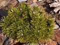 Pinus mugo Lejno IMG_5054 (VALENTA) Sosna kosodrzewina